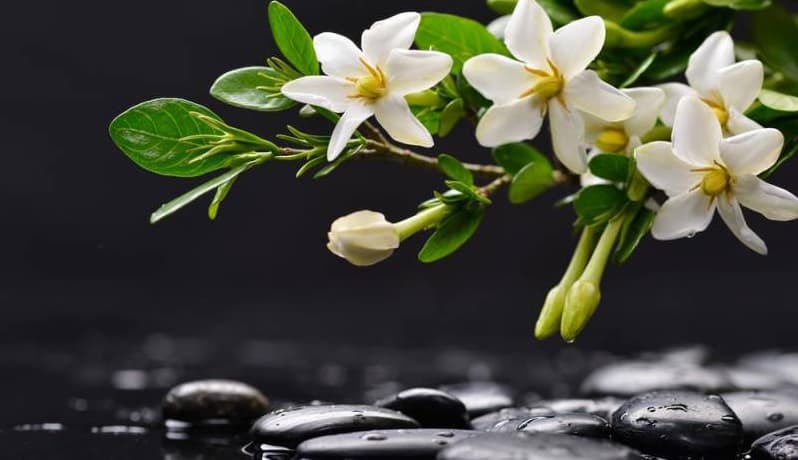 Peaceful gardenia flowers