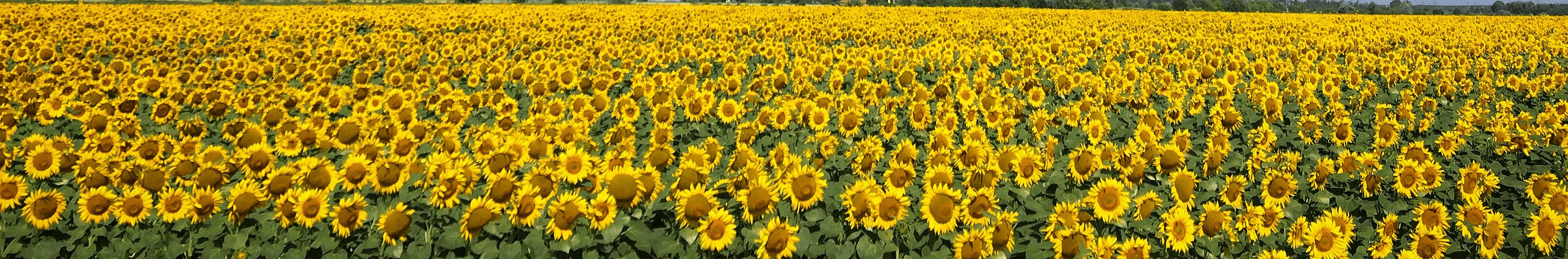 Sunflower field