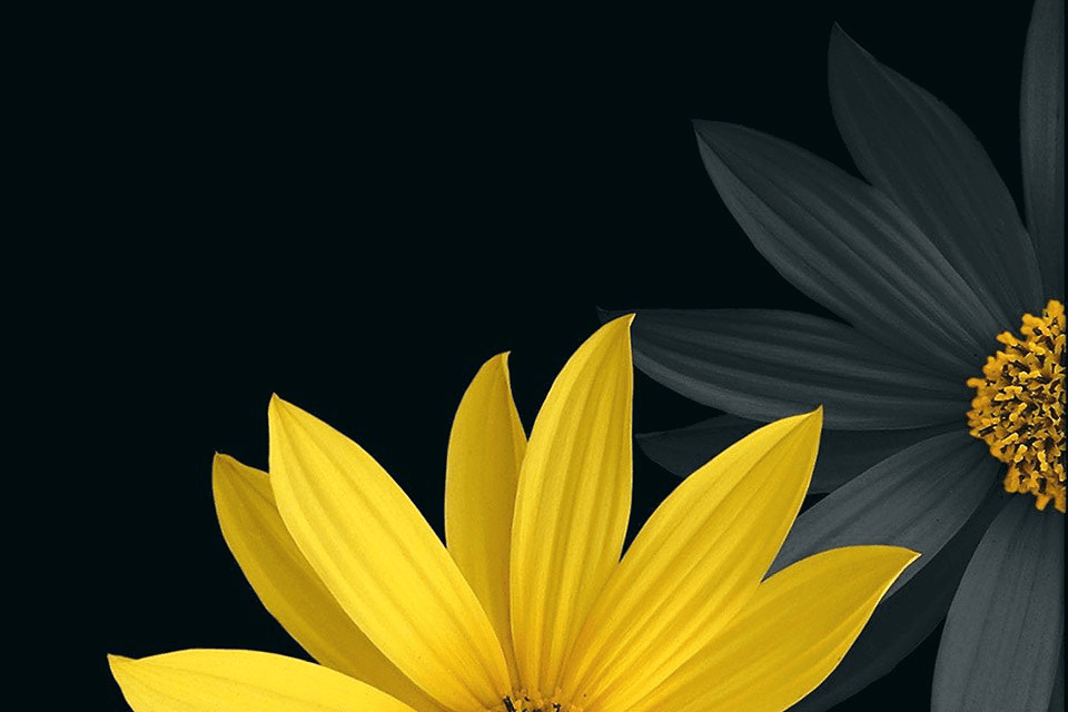 Beautiful yellow flowers